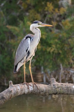 Adult Gray Heron clipart