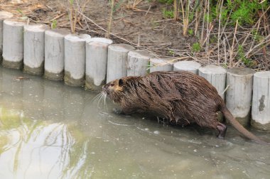 Coypu running clipart