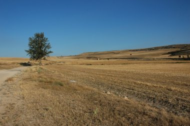 Tree and path to Santiago clipart