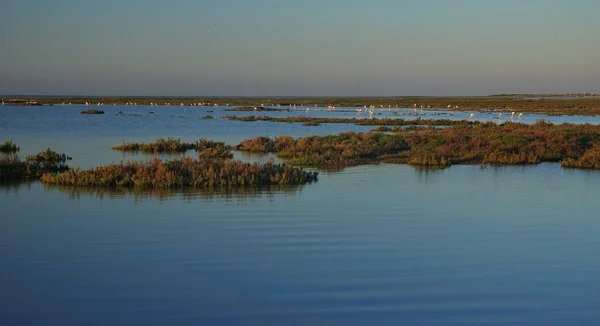 大きいフラミンゴの塩性湿地 — ストック写真