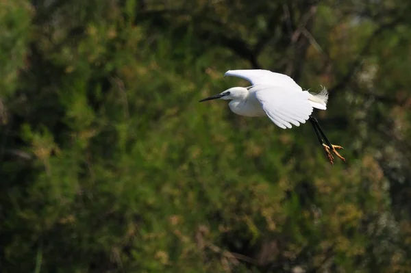 Pequeno Egret em voo — Fotografia de Stock