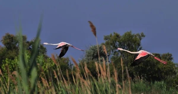 Two greater flamingoes in flight — Stock Photo, Image