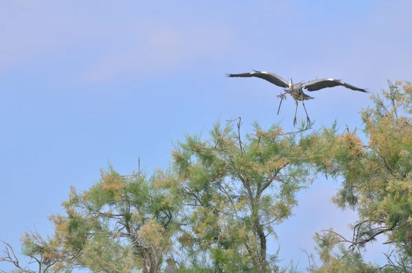 Heron cinza pouso com um galho grande — Fotografia de Stock