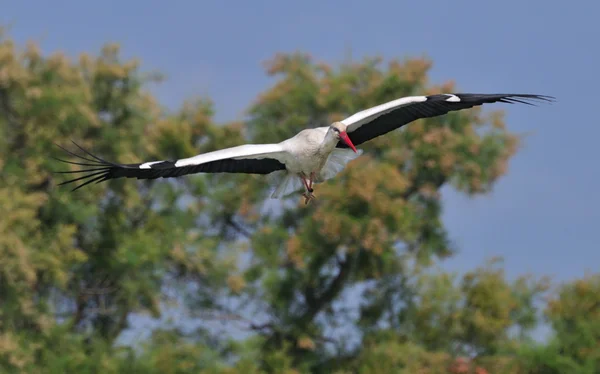 飛行中の白いコウノトリ — ストック写真