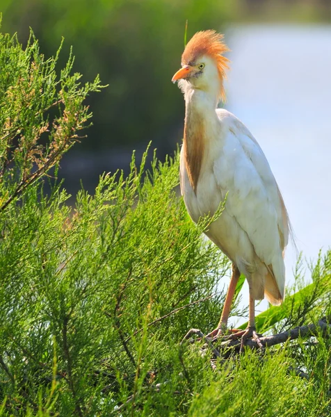 Cattle egret in breeding plumage — Stock Photo, Image
