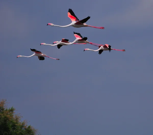 Five greater flamingoes in flight — Stock Photo, Image