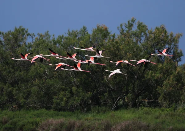 13 больших фламинго в полете — стоковое фото