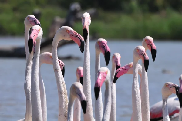 Köpfe und Hälse größere Flamingos — Stockfoto