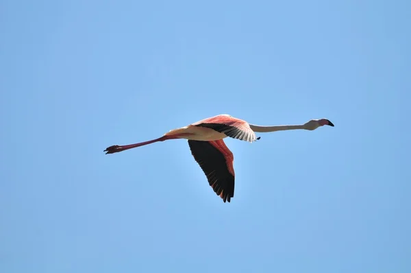 Větší Flamingo v letu — Stock fotografie