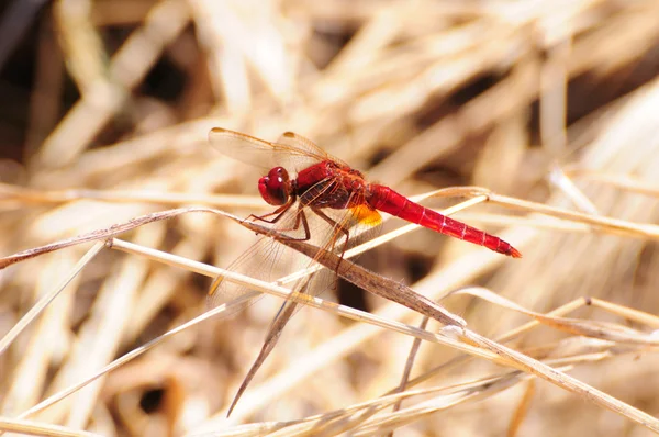 Scarlet Dragonfly — Stockfoto