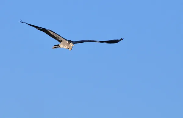 Joven garza gris volando — Foto de Stock