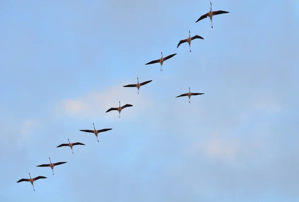 Flock of greater flamingoes — Stock Photo, Image