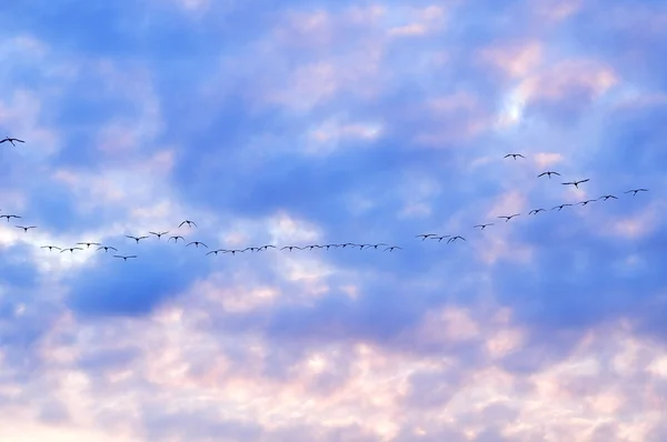 Flock of greater flamingoes — Stock Photo, Image