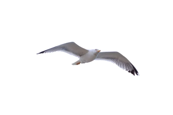 Обыкновенная чайка, изолированная на белом — стоковое фото