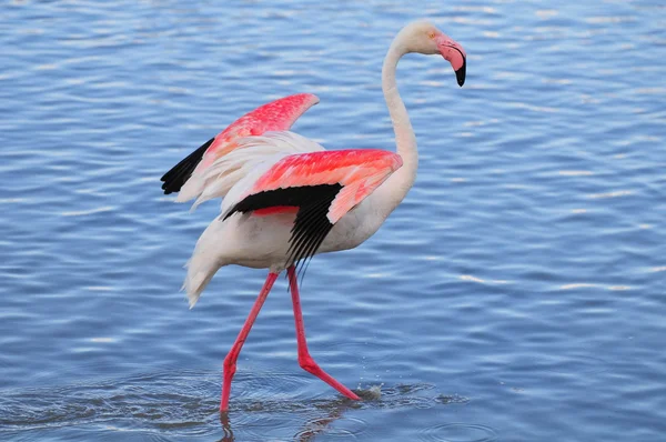 Büyük flamingo kanatlarını çırpıyor — Stok fotoğraf