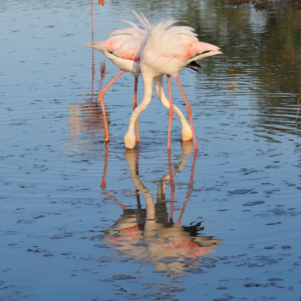 Большие фламинго скрещивают ноги и шеи — стоковое фото