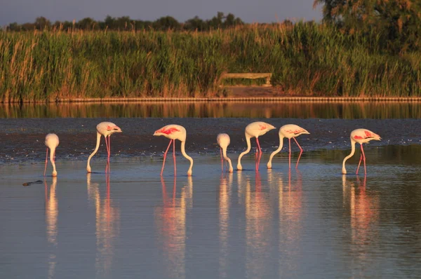 Kleine kudde van grotere Flamingo's zonsondergang — Stockfoto