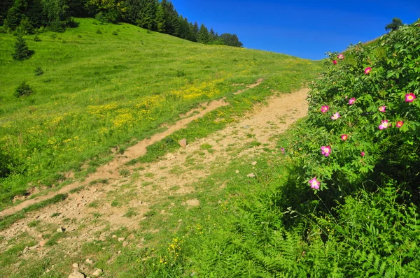 Mountain landscape with dog rose — Stock Photo, Image
