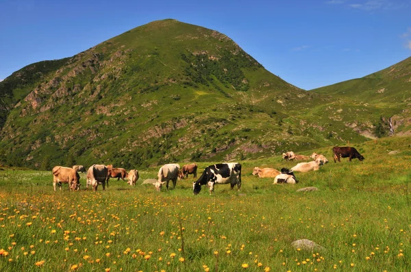 Krowy na pastwisku w słoneczny alpejska łąka — Zdjęcie stockowe