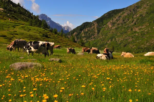 Коровы пасутся на солнечном альпийском лугу — стоковое фото