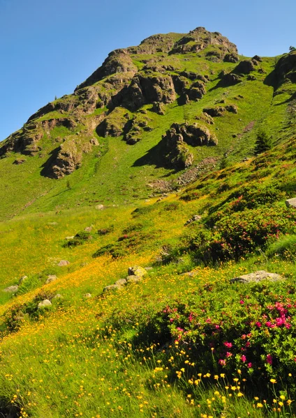 Mountain landscape with flowers — Stock Photo, Image