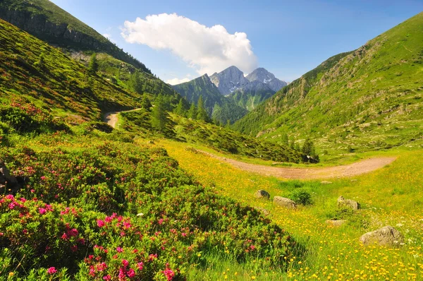 Krajobraz górski z kwiatami — Zdjęcie stockowe