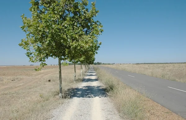 Calea și rândurile copacilor — Fotografie, imagine de stoc