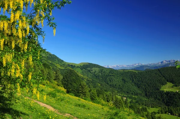 Krajobraz górski z żółtymi kwiatami — Zdjęcie stockowe
