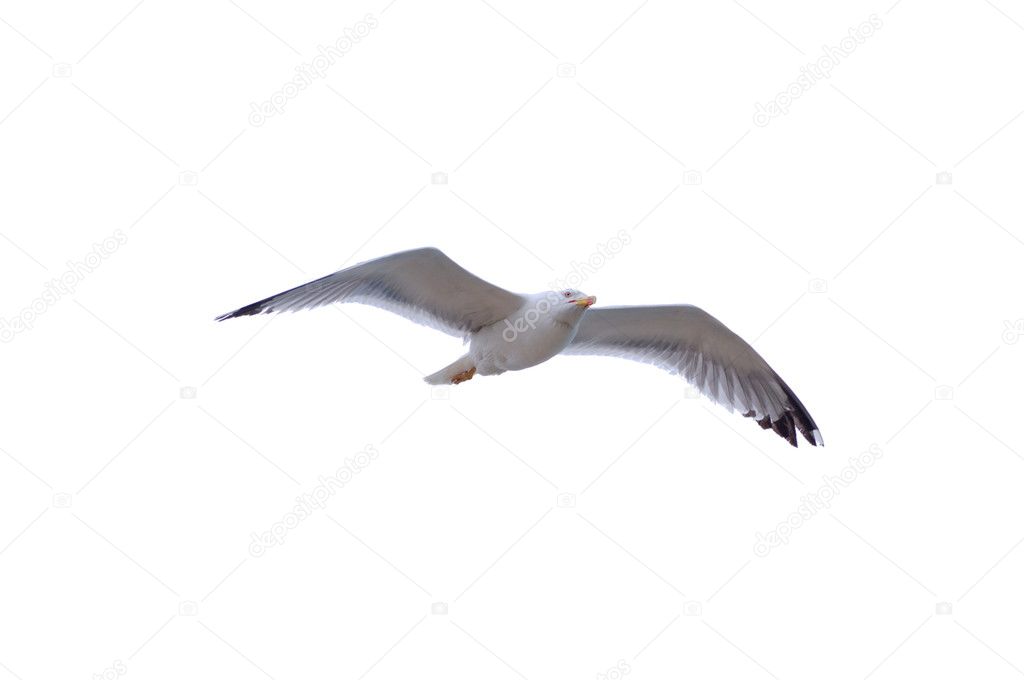 Common seagull isolated on white
