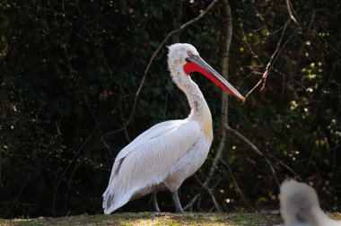 Dalmaçyalı pelikan (Pelecanus crispus)