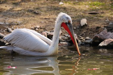 Dalmatian Pelican clipart