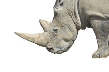 White Rhinoceros (Ceratotherium simum) clipart