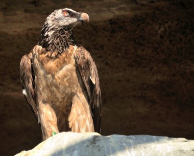 Lammergeier or Bearded Vulture clipart