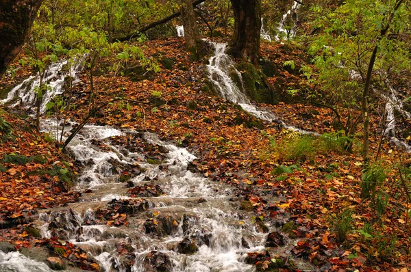 流中的枯叶流动 — 图库照片