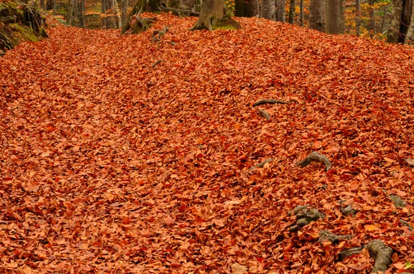 Autumn fallen leaves — Stock Photo, Image