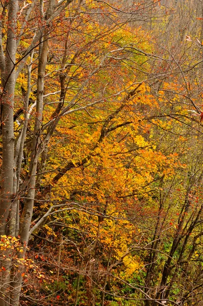Herbstfarben im Laubwald — Stockfoto