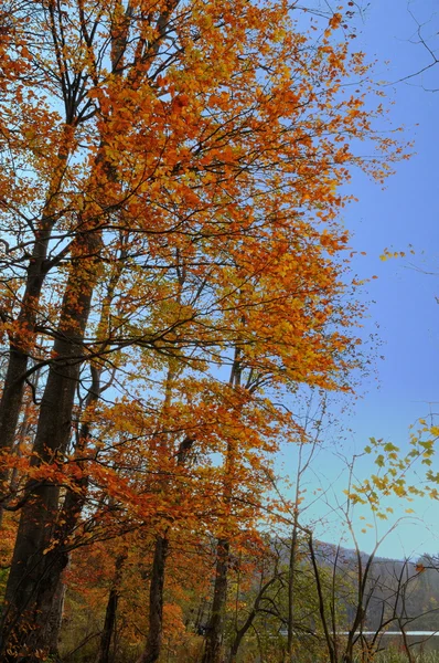 Φθινόπωρο χρώματα σε ένα ξύλο — Φωτογραφία Αρχείου