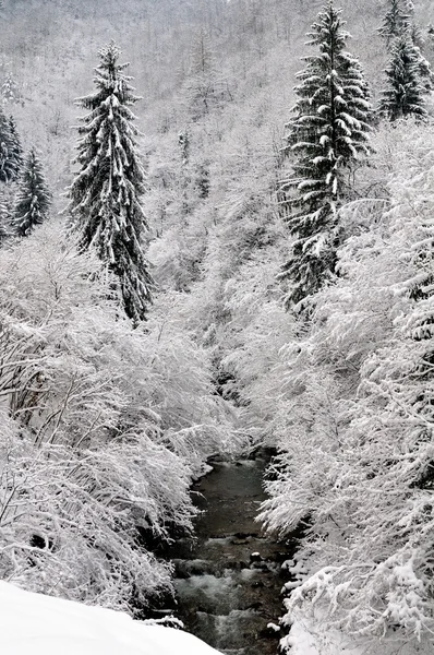 雪の覆われた森の中 — ストック写真