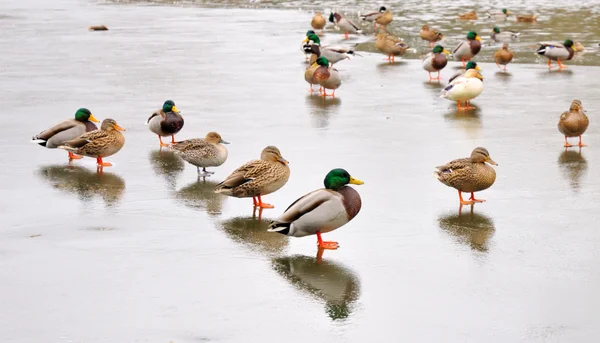 Canards colverts sur glace — Photo