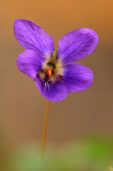 Sweet Violet (viola odorata) blomma — Stockfoto