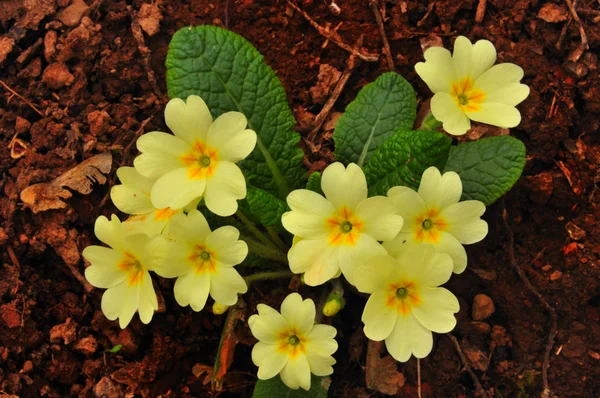 Первоцвет (Primula vulgaris) ) — стоковое фото