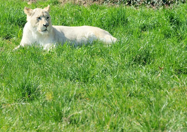 Weiße Löwin (panthera leo)) — Stockfoto