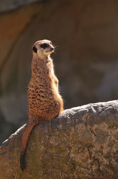 Meerkat o Suricate (Suricata suricatta) — Foto de Stock