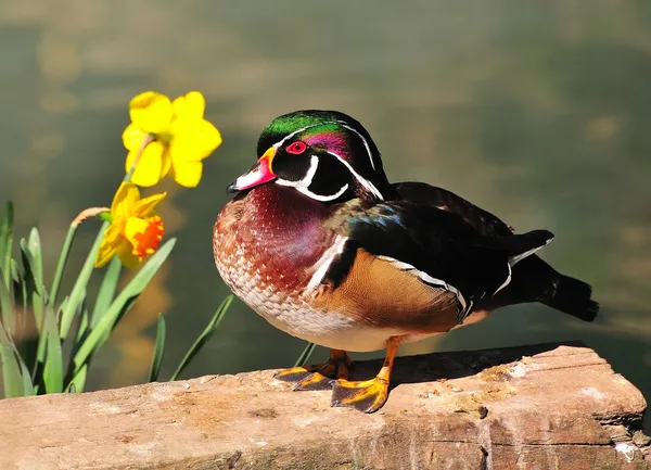 Wood duck (Aix sponsa) — Stock Photo, Image