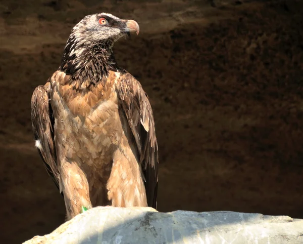 Lammergeier ou vautour barbu — Photo