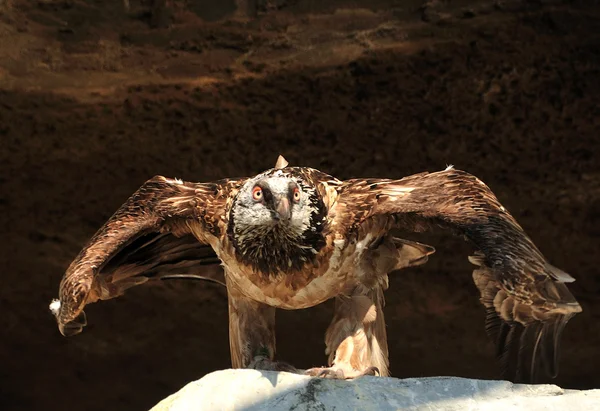 Lammergeier ou vautour barbu — Photo