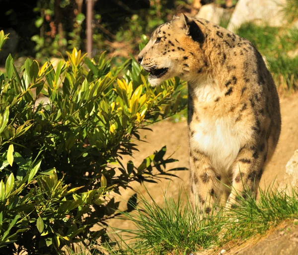 Leopardo da neve (Panthera uncia) — Fotografia de Stock