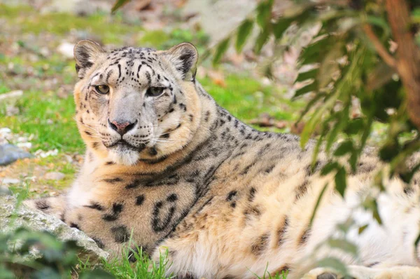 Leopardo delle nevi — Foto Stock