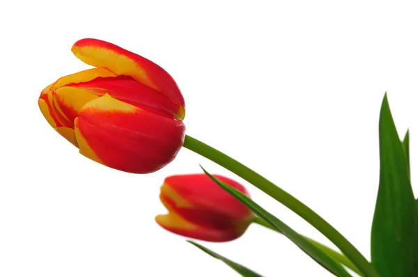 stock image Tulips (Tulipa liniifolia) flowers