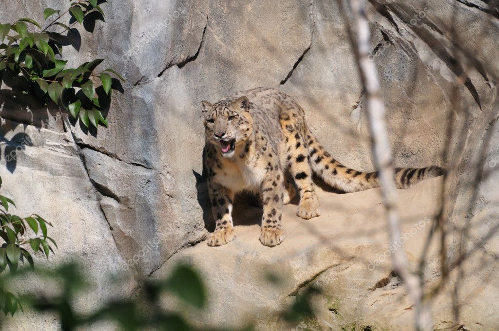 Snow leopard Stock Photo by ©RCerruti 2392724